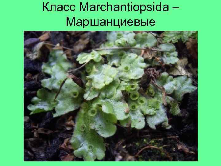 Класс Marchantiopsida – Маршанциевые 