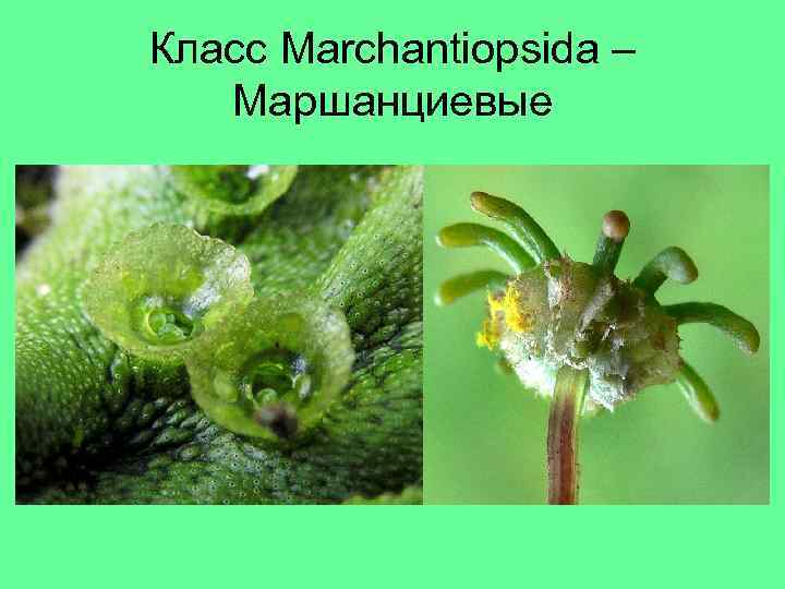 Класс Marchantiopsida – Маршанциевые 
