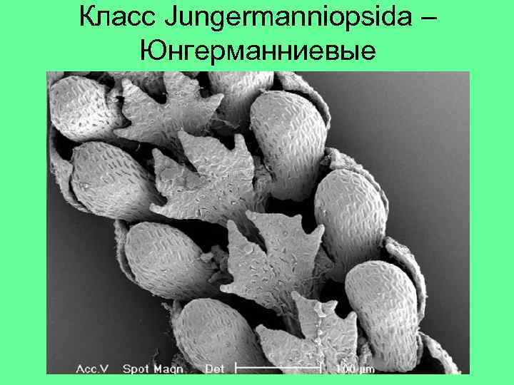 Класс Jungermanniopsida – Юнгерманниевые 