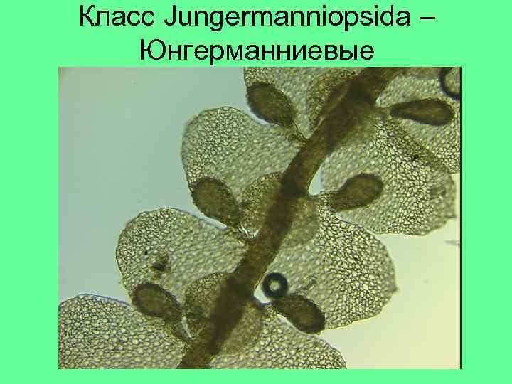 Класс Jungermanniopsida – Юнгерманниевые 