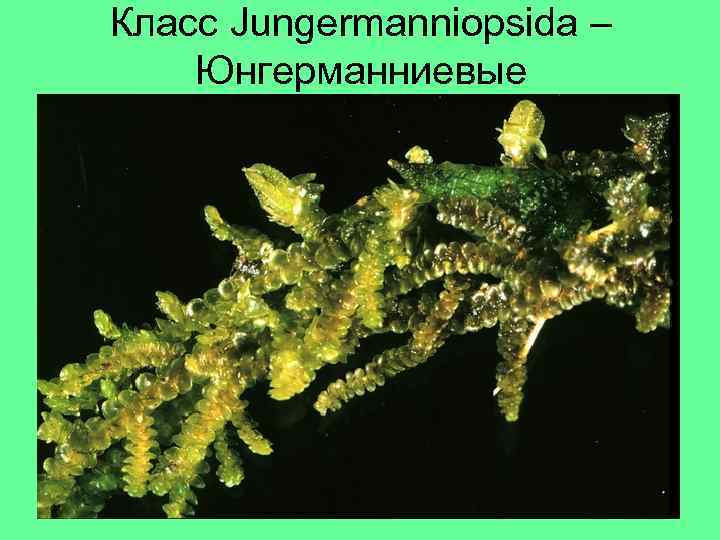 Класс Jungermanniopsida – Юнгерманниевые 