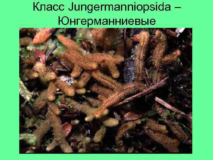 Класс Jungermanniopsida – Юнгерманниевые 
