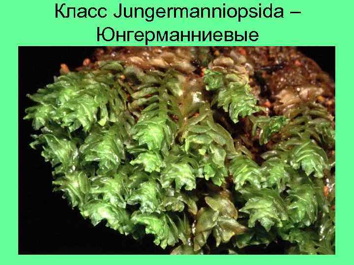 Класс Jungermanniopsida – Юнгерманниевые 
