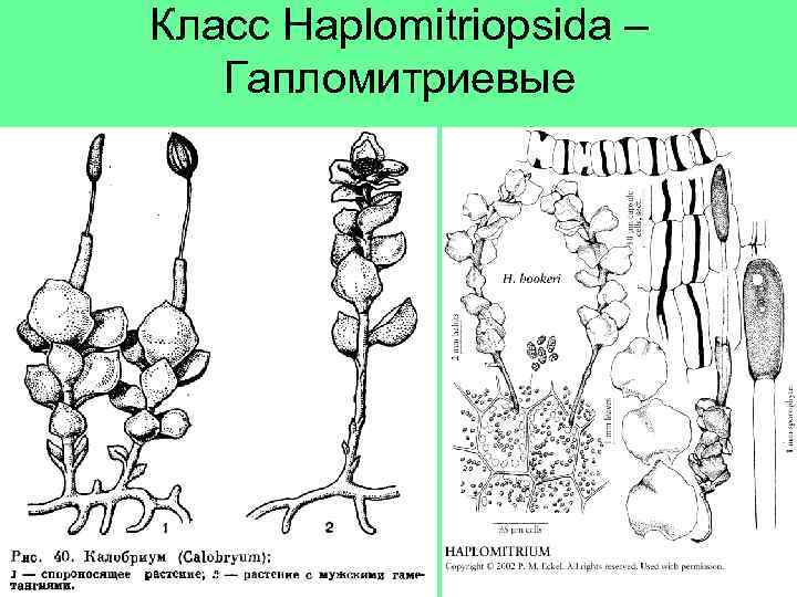 Класс Haplomitriopsida – Гапломитриевые 
