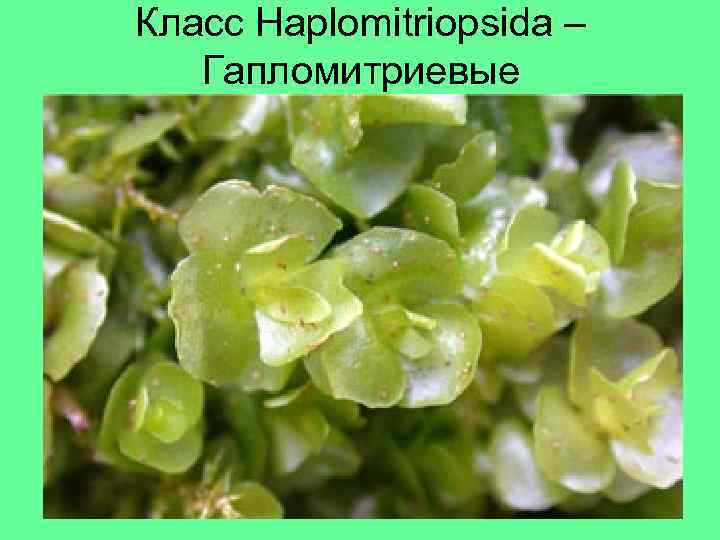 Класс Haplomitriopsida – Гапломитриевые 