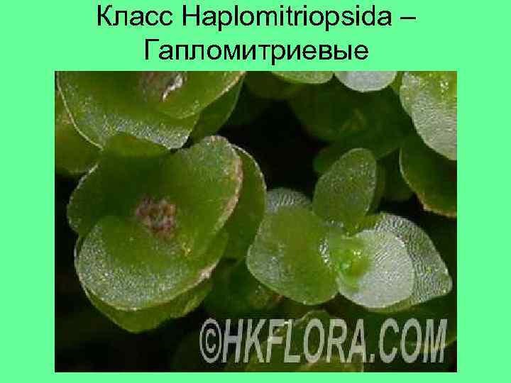 Класс Haplomitriopsida – Гапломитриевые 