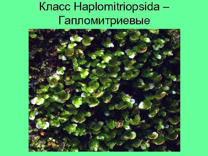 Класс Haplomitriopsida – Гапломитриевые 
