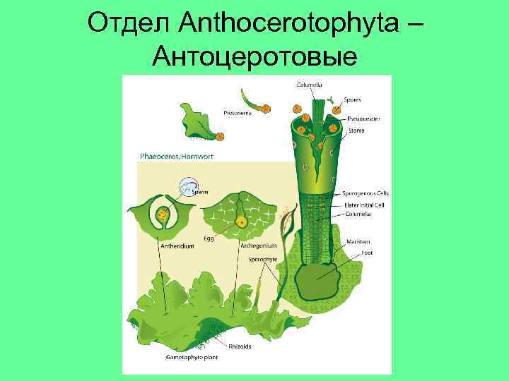 Отдел Anthocerotophyta – Антоцеротовые 