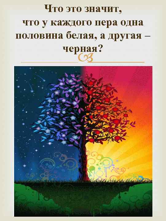 Что это значит, что у каждого пера одна половина белая, а другая – черная?