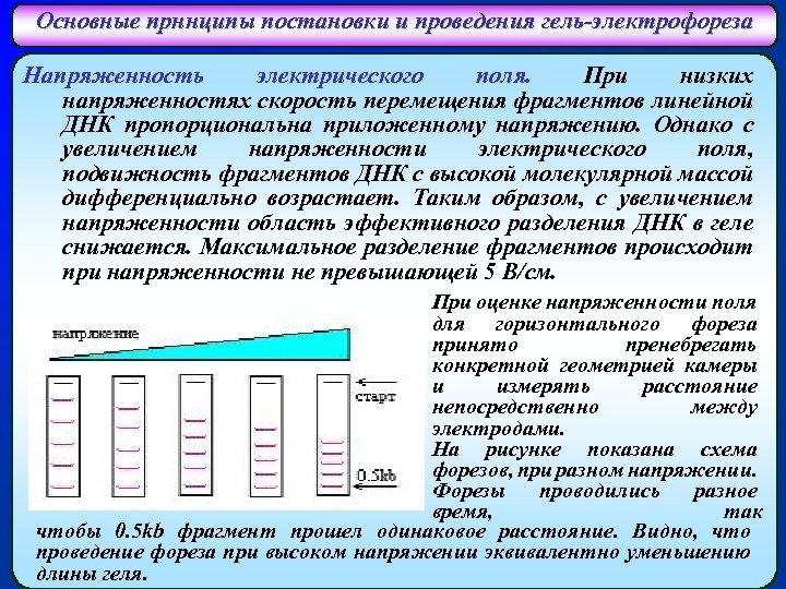 Основные прннципы постановки и проведения гель-электрофореза Напряженность электрического поля. При низких напряженностях скорость перемещения