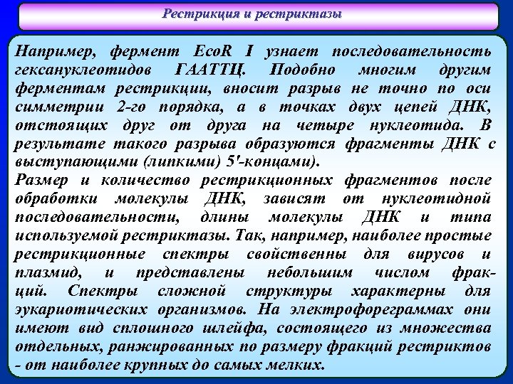 Рестрикция и рестриктазы Например, фермент Eco. R I узнает последовательность гексануклеотидов ГААТТЦ. Подобно многим