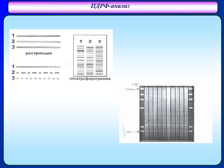 ПДРФ-анализ 