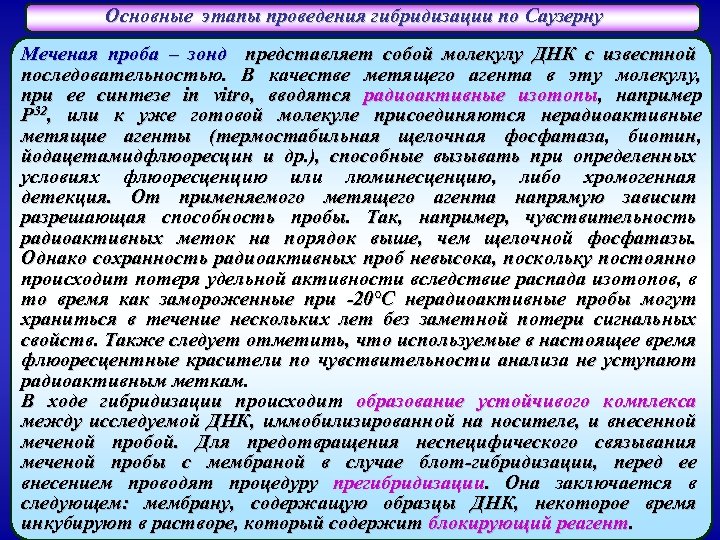 Основные этапы проведения гибридизации по Саузерну Меченая проба – зонд представляет собой молекулу ДНК
