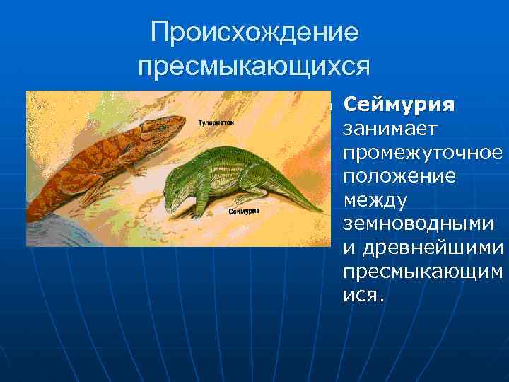 Происхождение пресмыкающихся n Сеймурия занимает промежуточное положение между земноводными и древнейшими пресмыкающим ися. 