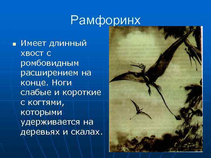 Рамфоринх n Имеет длинный хвост с ромбовидным расширением на конце. Ноги слабые и короткие