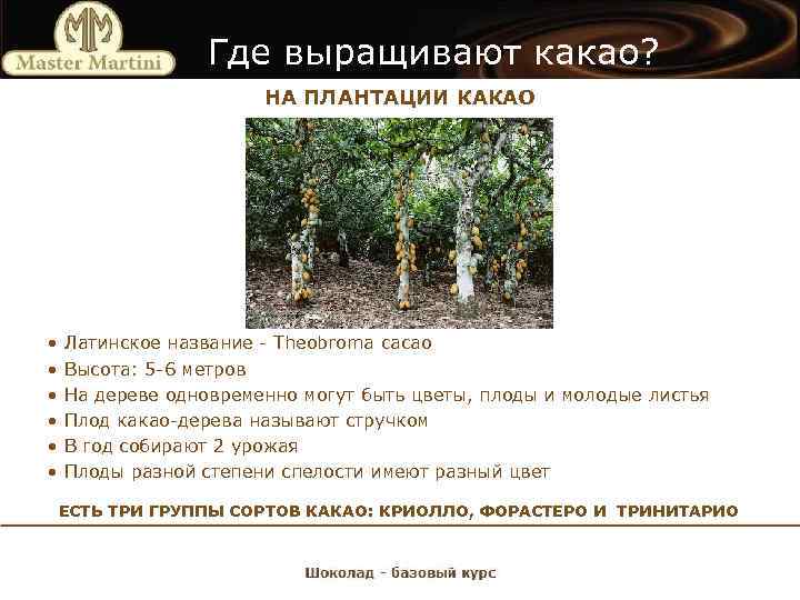 Где выращивают какао? НА ПЛАНТАЦИИ КАКАО • • • Латинское название - Theobroma cacao