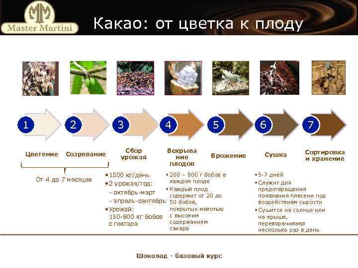 Какао: от цветка к плоду 1 2 Цветение 3 Созревание От 4 до 7