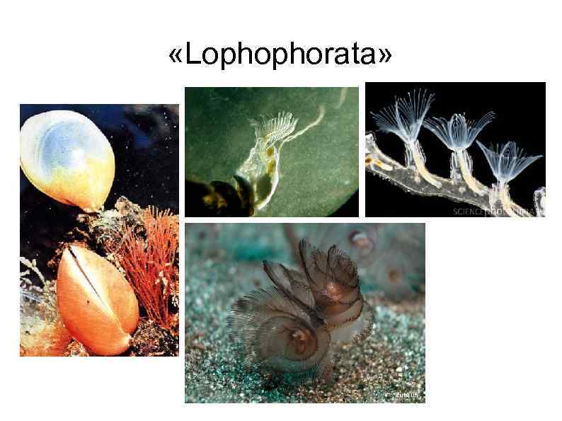  «Lophophorata» 