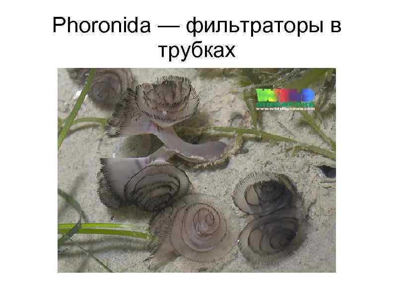 Phoronida — фильтраторы в трубках 