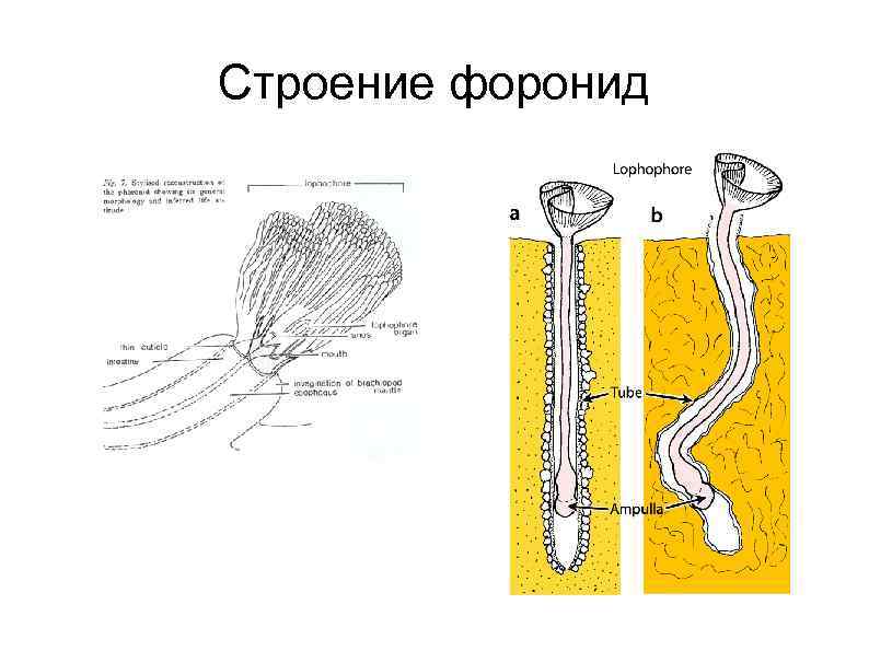 Строение форонид 