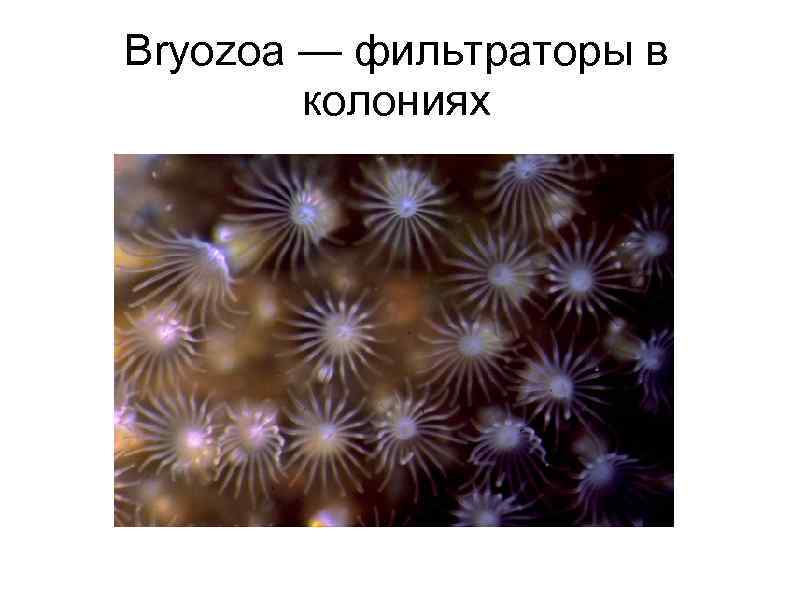 Bryozoa — фильтраторы в колониях 