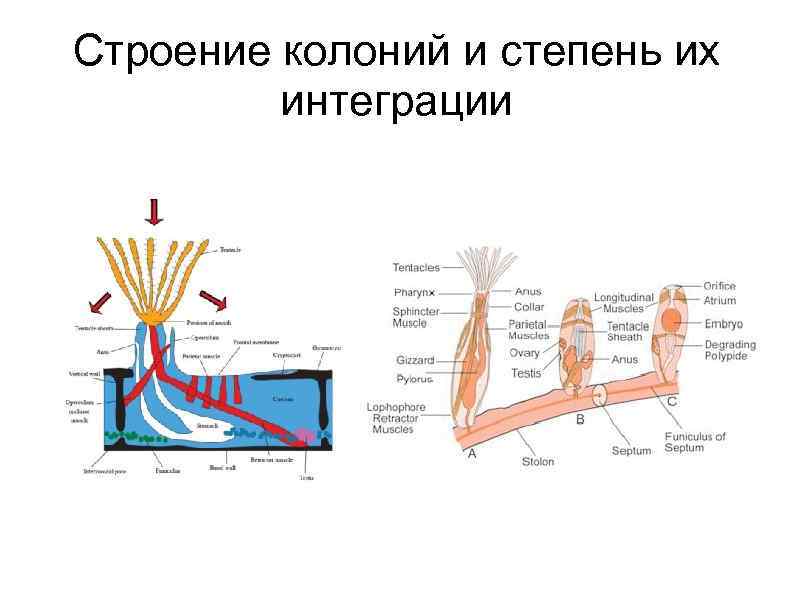 Строение колоний и степень их интеграции 