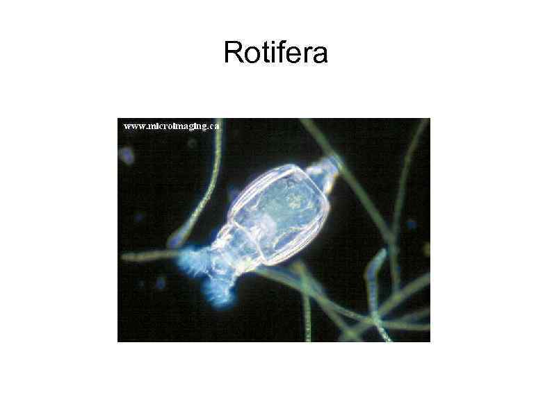 Rotifera 