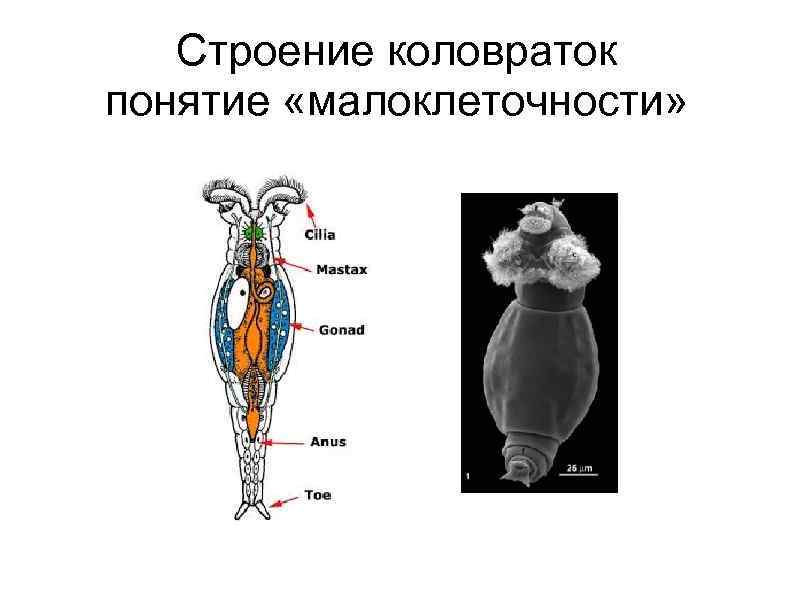 Строение коловраток понятие «малоклеточности» 