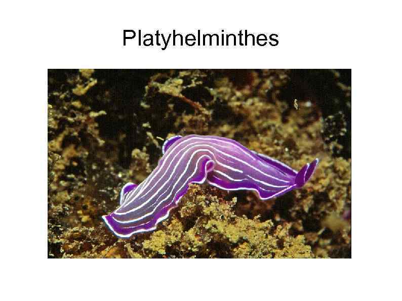 Platyhelminthes 