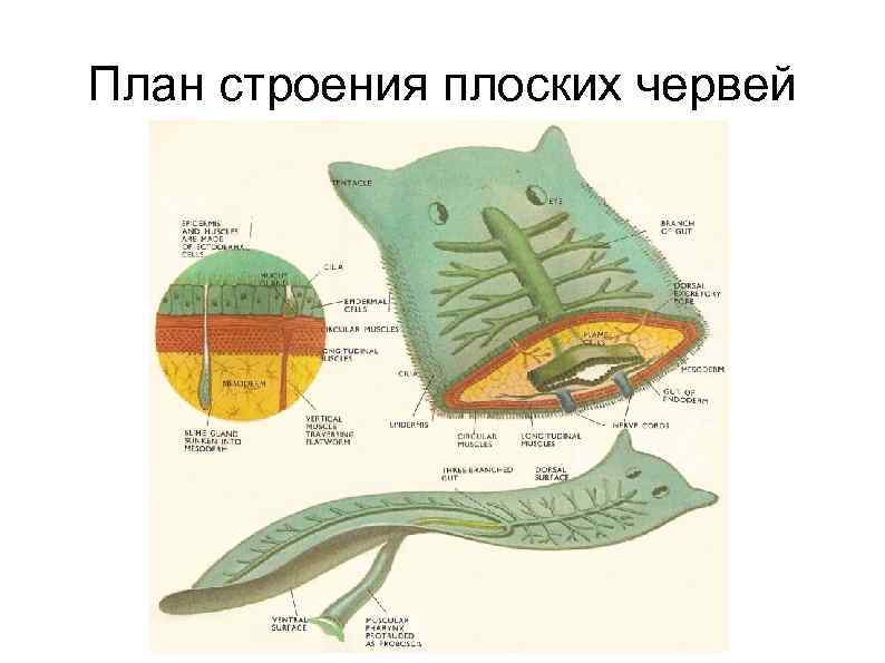 Внутреннее строение плоских червей. Строение плоских червей. План строения плоского червя. Строение плоского червя в разрезе.