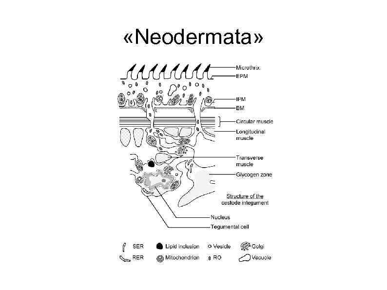  «Neodermata» 