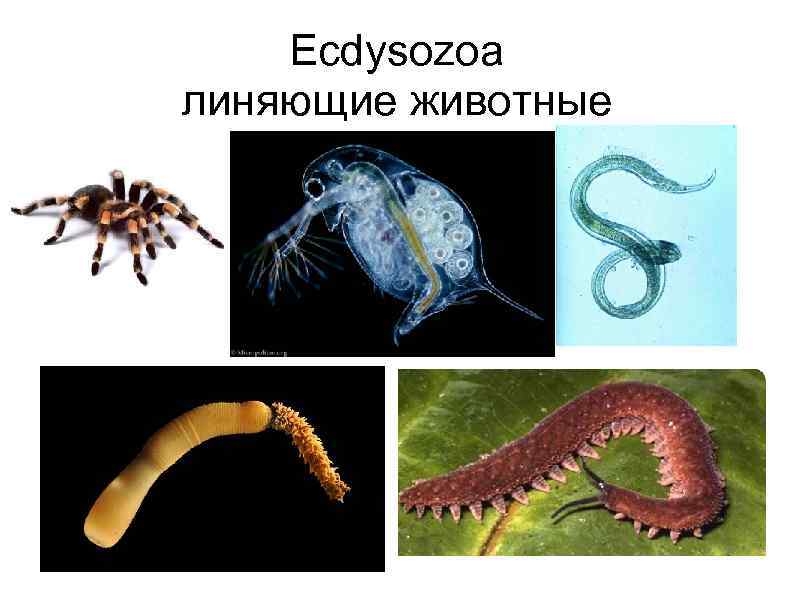 Ecdysozoa линяющие животные 