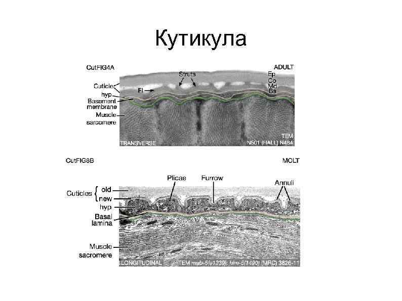 Кутикула 