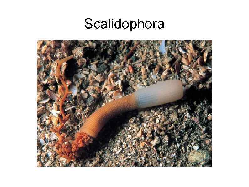 Scalidophora 