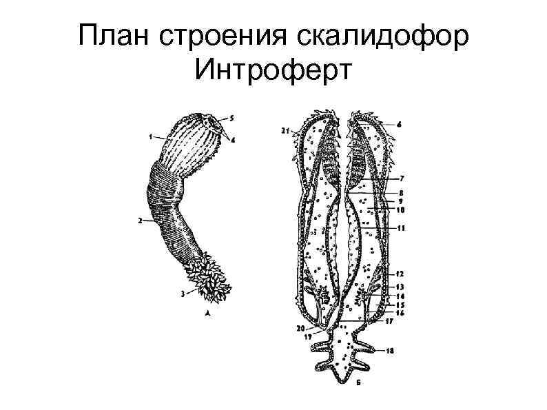 План строения скалидофор Интроферт 