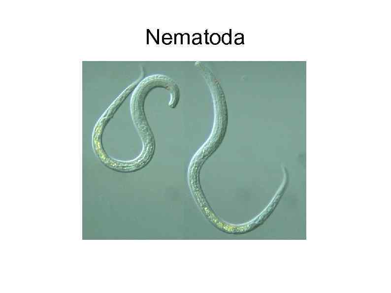 Nematoda 