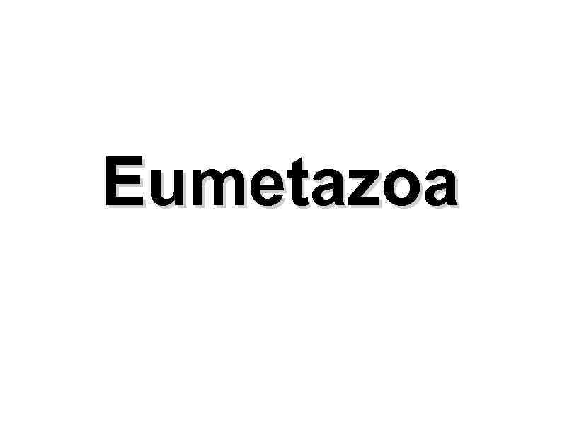 Eumetazoa 