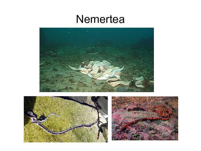 Nemertea 