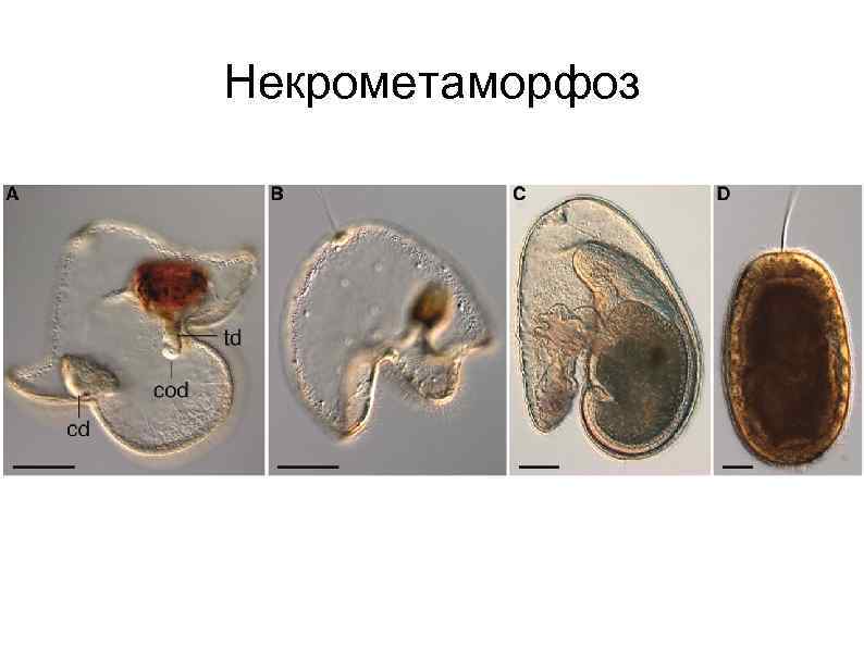 Некрометаморфоз 