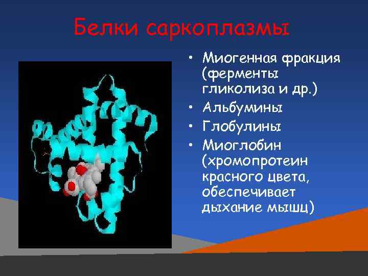 Белки саркоплазмы • Миогенная фракция (ферменты гликолиза и др. ) • Альбумины • Глобулины