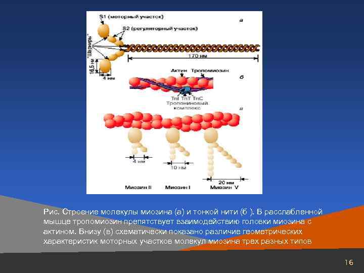 Рис. Строение молекулы миозина (а) и тонкой нити (б ). В расслабленной мышце тропомиозин