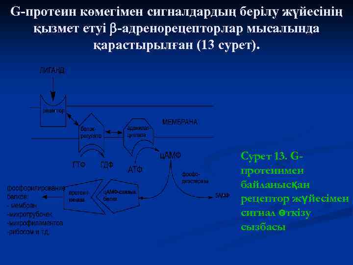 G-протеин көмегімен сигналдардың берілу жүйесінің қызмет етуі -адренорецепторлар мысалында қарастырылған (13 сурет). Сурет 13.