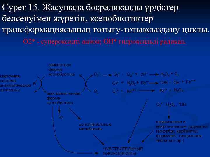 Сурет 15. Жасушада босрадикалды үрдістер белсенуімен жүретін, ксенобиотиктер трансформациясының тотығу-тотықсыздану циклы. О 2* -