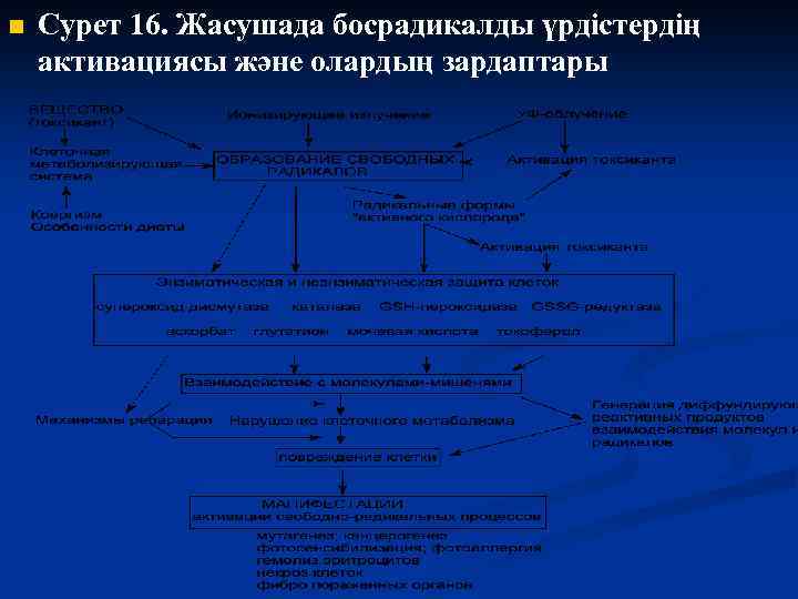 n Сурет 16. Жасушада босрадикалды үрдістердің активациясы және олардың зардаптары 