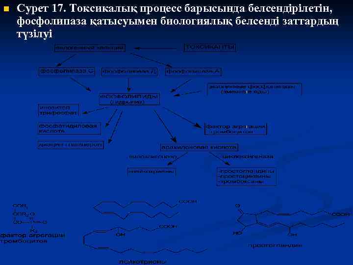 n Сурет 17. Токсикалық процесс барысында белсендірілетін, фосфолипаза қатысуымен биологиялық белсенді заттардың түзілуі 