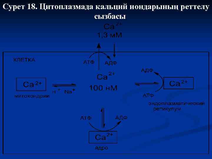 Сурет 18. Цитоплазмада кальций иондарының реттелу сызбасы 