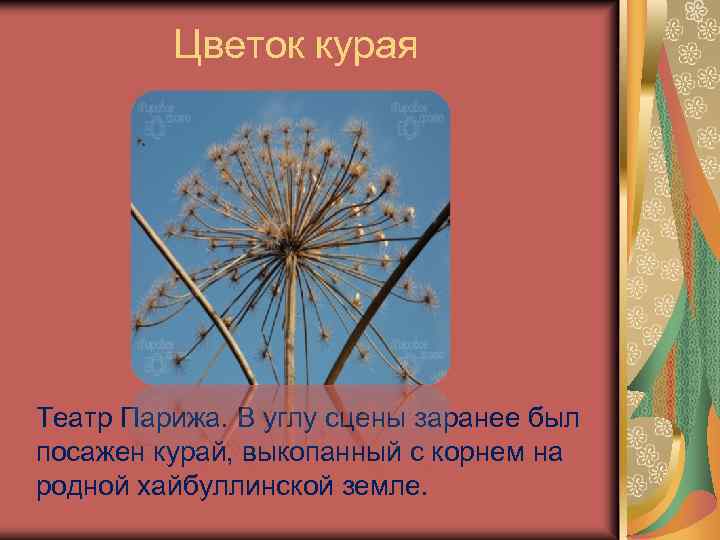 Цветок курая Театр Парижа. В углу сцены заранее был посажен курай, выкопанный с корнем