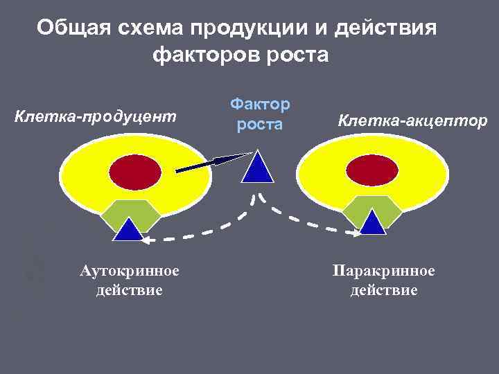 Общая схема продукции и действия факторов роста Клетка-продуцент Аутокринное действие Фактор роста Клетка-акцептор Паракринное