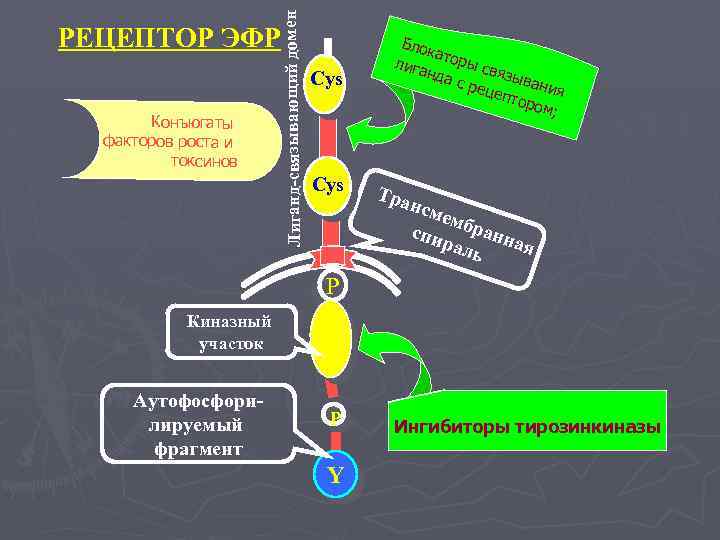 Лиганд-связывающий домен РЕЦЕПТОР ЭФР Конъюгаты факторов роста и токсинов Cys Блок а лига торы