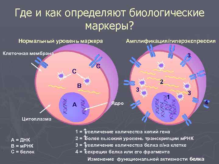 Где и как определяют биологические маркеры? Нормальный уровень маркера Амплификация/гиперэкспрессия Клеточная мембрана 3 C